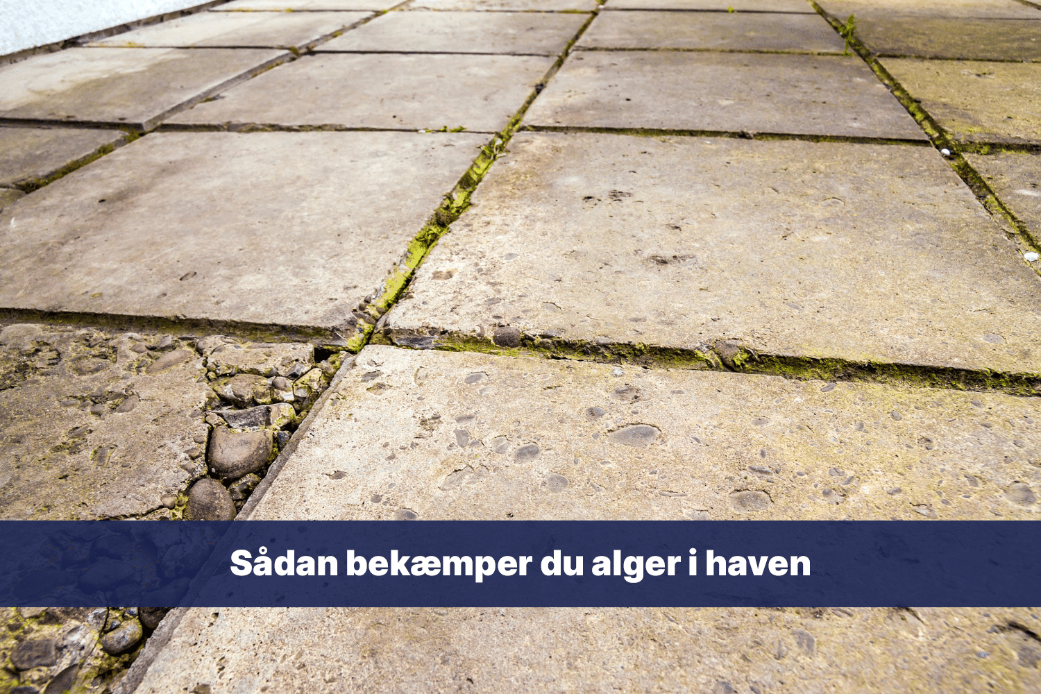 sådan bekæmper du alger i haven