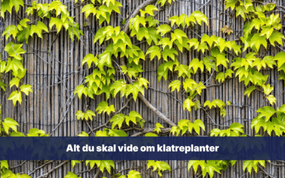 Alt du skal vide om klatreplanter