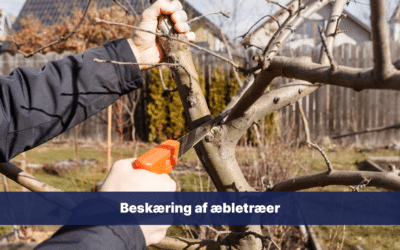 Beskæring af æbletræer: Det skal du vide