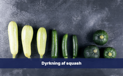 Dyrkning af squash