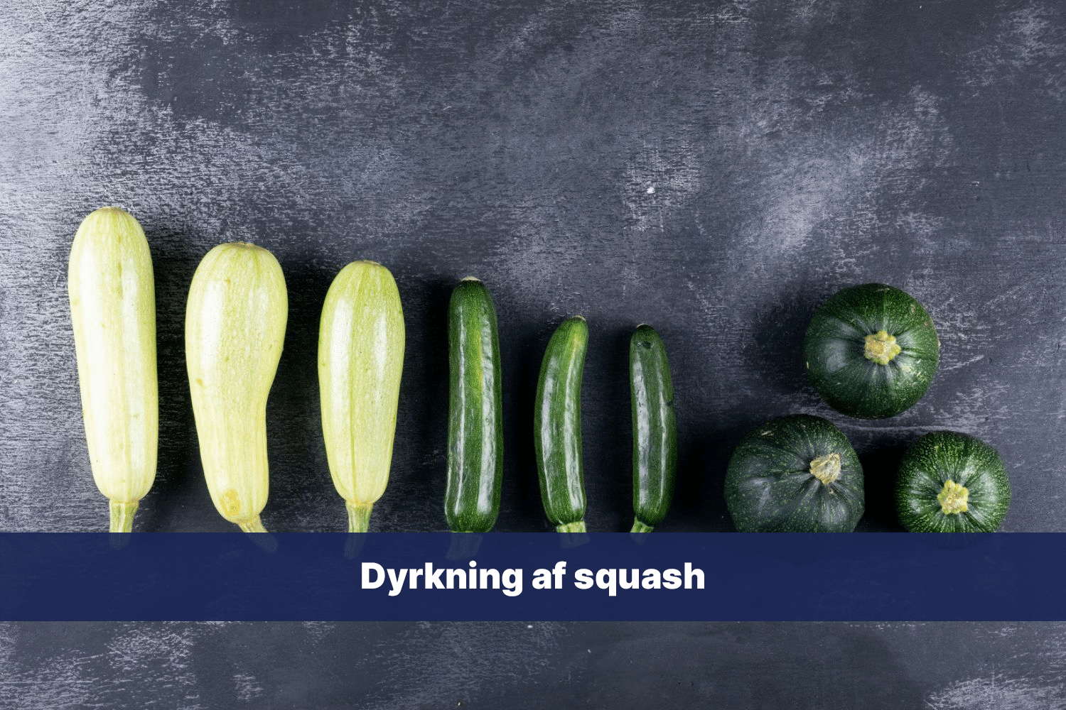 Dyrkning af squash