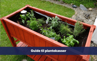 Guide til plantekasser