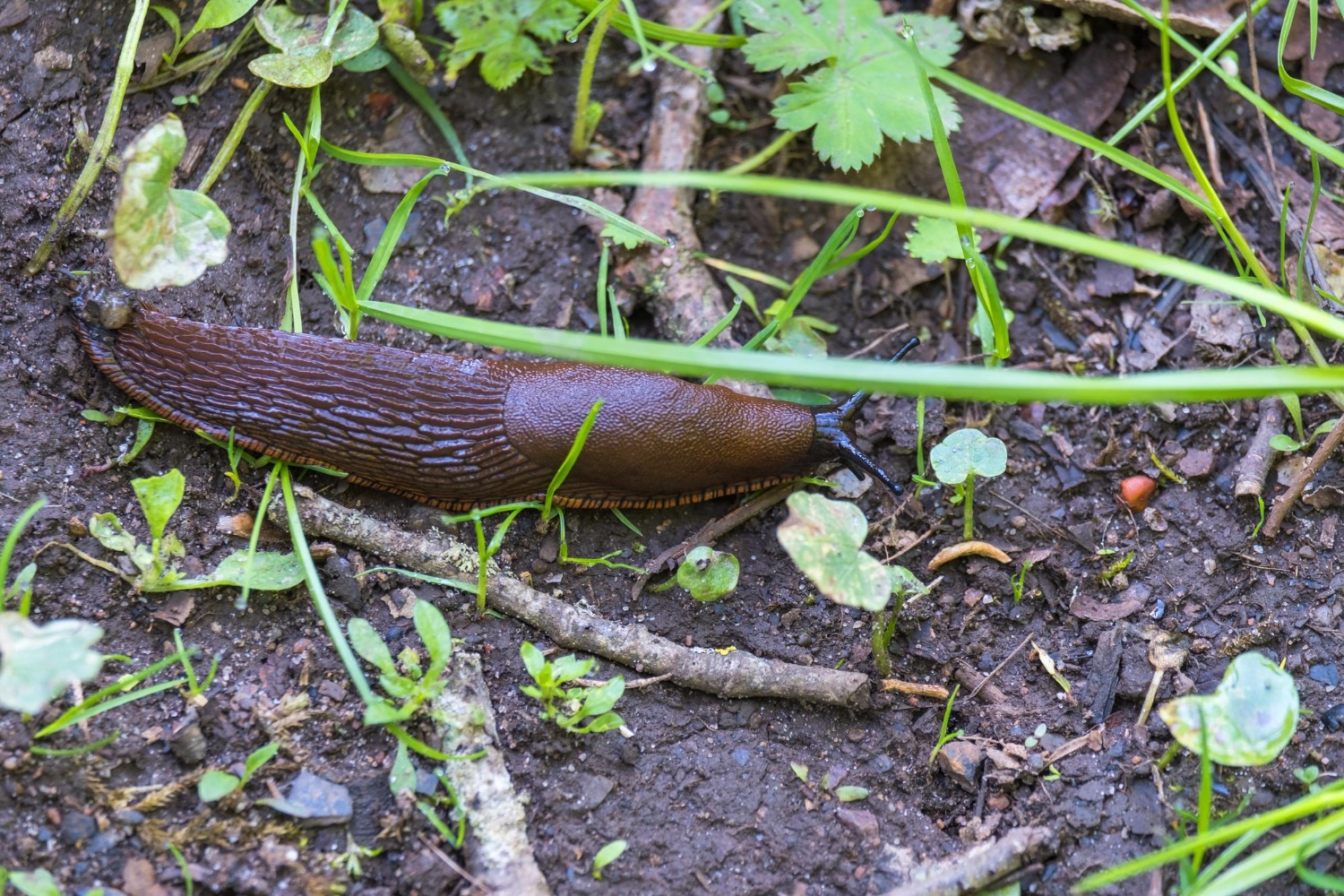 Saadan bekaemper du draebersneglene 3