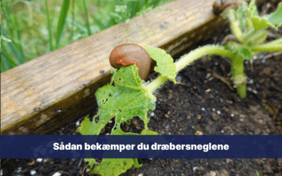 Sådan bekæmper du dræbersneglene