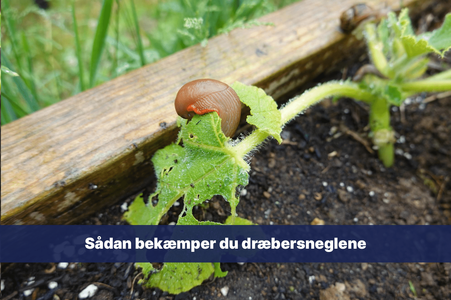 Sådan bekæmper du dræbersneglene