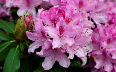 Gør dette inden det er for sent: Sådan forbereder du din rhododendron til næste sæson