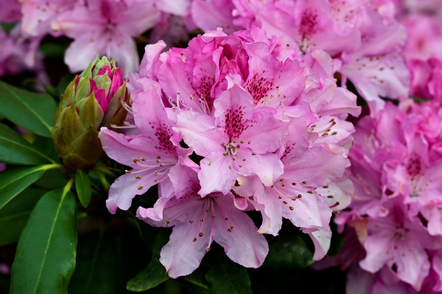 Gør dette inden det er for sent Sådan forbereder du din rhododendron til næste sæson