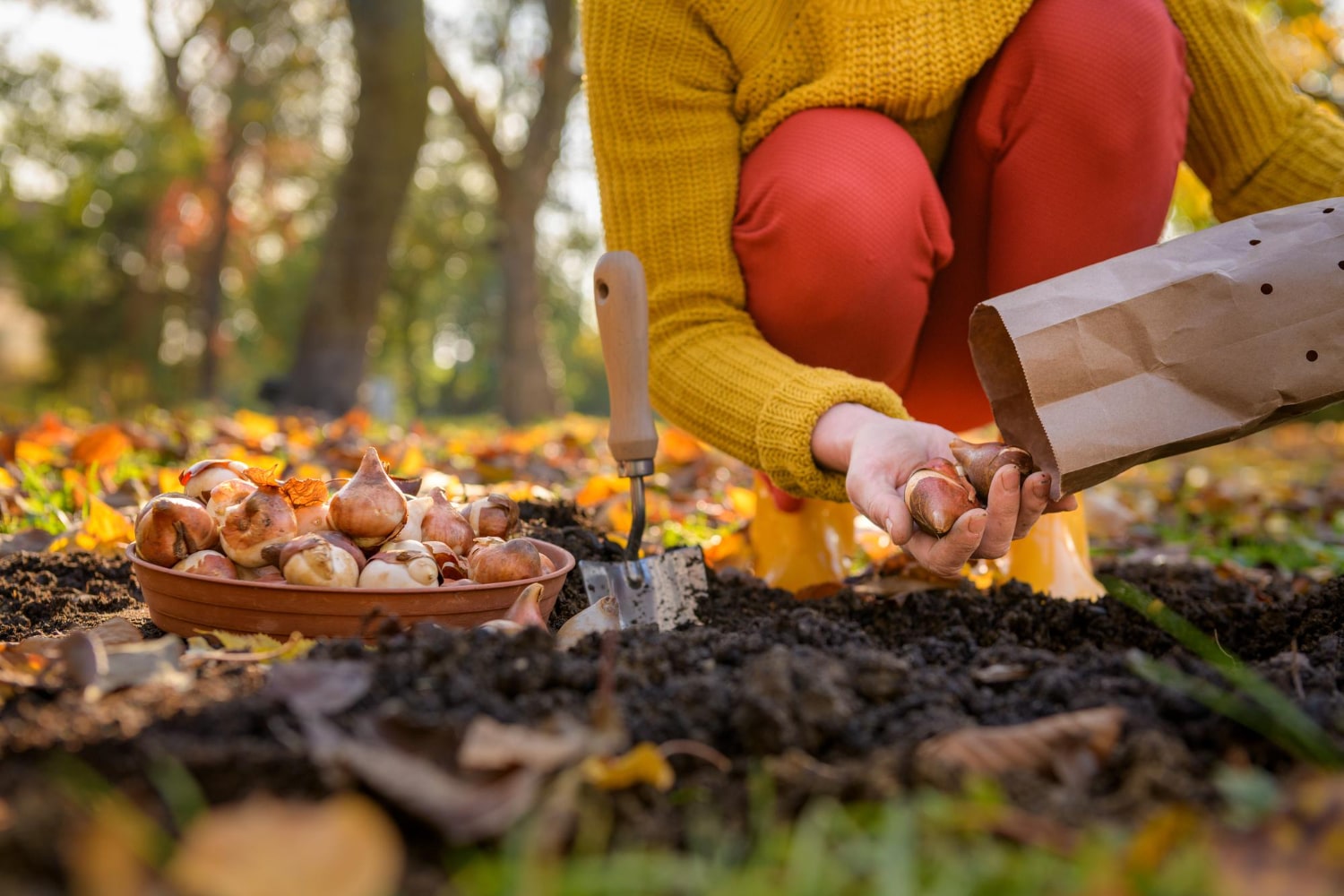 Opdag de 7 utrolige planter, du kan så i november – nummer 4 vil overraske dig!